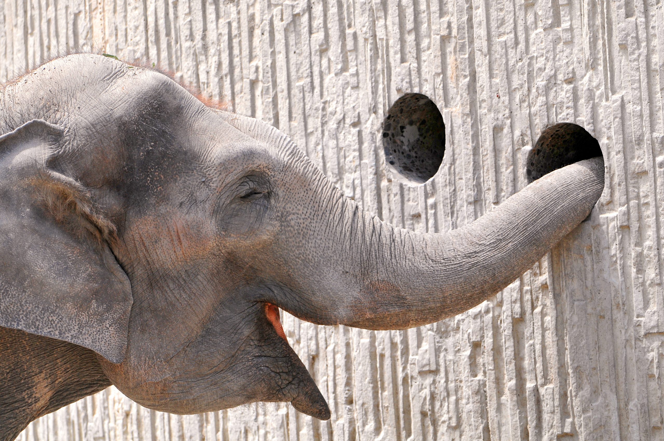 cleaning elephants