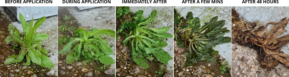 Before and after the application of hot water on a stubborn dandelion weed.